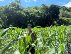 Bhabinkamtibmas Polsek Sendana Turun ke Lahan, Pastikan Tanaman Jagung Warga Tumbuh Optimal