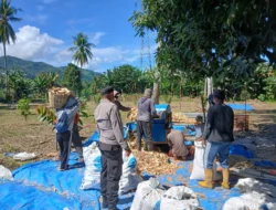 Bhabinkamtibmas Polsek Malunda Bersama Kelompok Tani Pembangunan Panen Jagung, Wujud Dukungan Ketahanan Pangan