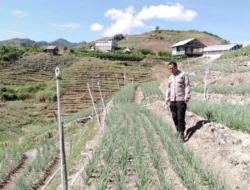 Bhabinkamtibmas Polsek Banggae Tinjau Lahan Bawang Warga Sondong, Perkuat Dukungan Ketahanan Pangan