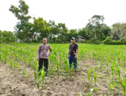 Bhabinkamtibmas Polsek Banggae Sambangi Lahan Jagung Warga, Dorong Peningkatan Hasil Panen Demi Ketahanan Pangan