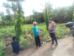 Perkuat Ketahanan Pangan, Bhabinkamtibmas Polsek Banggae Pantau Kebun Singkong Warga di Rangas