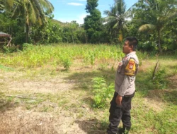 Bhabinkamtibmas Polsek Sendana Aktif Dampingi Petani, Pantau Perkembangan Jagung Warga di Leppangan