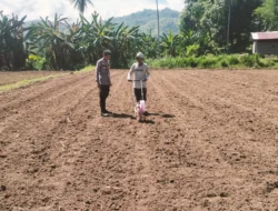 Bhabinkamtibmas Polsek Malunda Turun Langsung Tanam Jagung Bersama Petani Demi Sukseskan Ketahanan Pangan