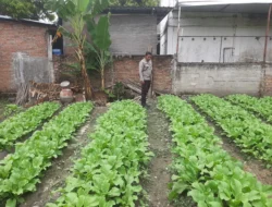 Bhabinkamtibmas Polsek Banggae Motivasi Petani Saat Tinjau Lahan Sawi di Baruga