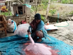 Lahan Jagung Capai 10.000 Hektare, Pasokan Pupuk Subsidi di Lilirilau Dinilai Belum Memadai