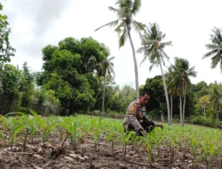 Pantau Jagung Usia 12 Hari, Bhabinkamtibmas Polsek Banggae Dorong Semangat Petani Wujudkan Ketahanan Pangan