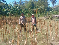 Bhabinkamtibmas Polsek Banggae Turun ke Ladang, Kawal Ketahanan Pangan Lewat Pemantauan Tanaman Jagung Kelompok Tani Pummele