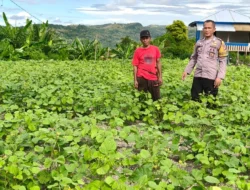 Bhabinkamtibmas Polsek Banggae Intensif Dampingi Petani, Tanaman Kacang Hijau Usia 60 Hari Tumbuh Subur