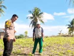 Bhabinkamtibmas Polsek Banggae Dampingi Kelompok Tani Waitumbur Pantai Tanaman Kacang Hijau Bentuk Dukungan Ketahanan Pangan