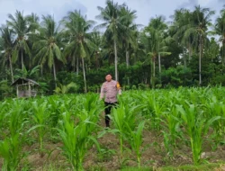 Bhabinkamtibmas Polsek Sendana Aktif Dampingi Petani, Pastikan Tanaman Jagung Warga Tumbuh Optimal
