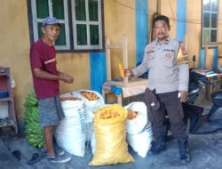 Bhabinkamtibmas Polsek Banggae Pantau Hasil Panen Jagung Kelompok Tani Pummele, Wujud Dukungan Ketahanan Pangan Warga