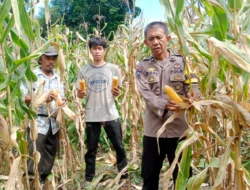Kawal Ketahanan Pangan, Bhabinkamtibmas Polsek Sendana Turun Langsung Panen Jagung Bersama Petani