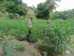 Sambangi Petani Singkong, Bhabinkamtibmas Polsek Banggae Ajak Warga Sukseskan Ketahanan Pangan