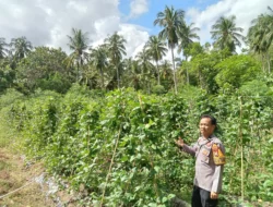 Bhabinkamtibmas Polsek Pamboang Pantau Tanaman Kacang Panjang Warga, Siap Masuki Masa Panen