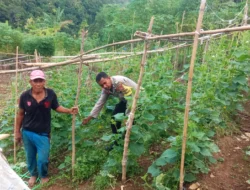 Dukung Ketahanan Pangan, Bhabinkamtibmas Polsek Sendana Turun Langsung Cek Kebun Ketimun Warga di Puttada Utara