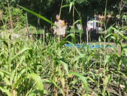Bhabinkamtibmas Polsek Sendana Aktif Dampingi Petani, Pastikan Tanaman Jagung Warga Tumbuh Optimal