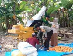 Bhabinkamtibmas Polsek Banggae Turun Langsung Bantu Petani Pipil Jagung Usai Panen