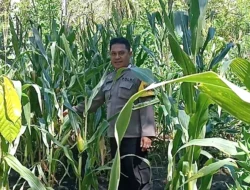 Bhabinkamtibmas Polsek Pamboang Aktif Dampingi Petani, Tanaman Jagung Warga di Sirindu Tumbuh Subur