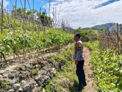 Sukseskan Ketahanan Pangan, Bhabinkamtibmas Polsek Banggae Pantau Kebun Tomat Siap Panen di Baruga Dhua