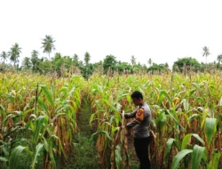 Dukung Ketahanan Pangan, Bhabinkamtibmas Polsek Malunda Turun Langsung Pantau Perkembangan Jagung Petani