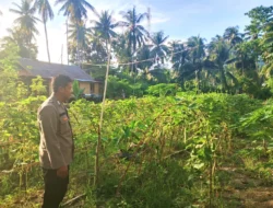 Bhabinkamtibmas Polsek Pamboang Tinjau Langsung Perkembangan Tanaman Mentimun Petani Binaan