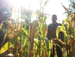 Bhabinkamtibmas Polsek Pamboang Intensif Kontrol Lahan Jagung Warga, Dukung Ketahanan Pangan di Desa Bonde