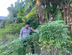 Bhabinkamtibmas Polsek Sendana Aktif Pantau Kebun Ubi Kayu Warga, Dukung Ketahanan Pangan di Tallu Banua