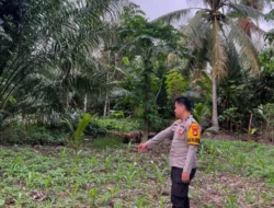 Bhabinkamtibmas Polsek Malunda Pantau Perkembangan Jagung Kelompok Tani Maju Bersama, Wujud Nyata Dukungan Ketahanan Pangan