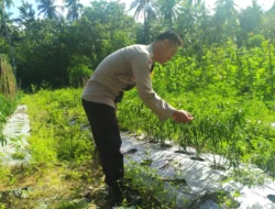 Akan Memasuki Masa Panen, Bhabinkamtibmas Polsek Pamboang Pantau Kebun Cabai Kelompok Tani Buttu Pammaisang