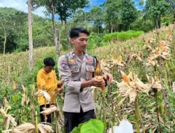 Sukseskan Ketahanan Pangan, Bhabinkamtibmas Polsek Sendana Dampingi Panen Jagung BUMDes Tubo Poang
