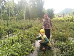 Dorong Ketahanan Pangan, Bhabinkamtibmas Polsek Sendana Aktif Kontrol Kebun Cabai Warga