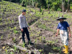 Dukung Ketahanan Pangan, Bhabinkamtibmas Polsek Malunda Kontrol Tanaman Jagung Warga di Ulumanda