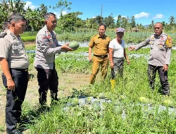 Dukung Ketahanan Pangan, Bhabinkamtibmas Polsek Malunda dampingi Satuan Binmas Polres Majene Pantau Lahan P2B Kelompok Tani Salu Paondo