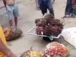 Tanpa Pupuk, Kelapa Sawit di Taramanu Tua Tetap Berbuah Lebat, Warga Bersyukur Panen Perdana Membawa Harapan Baru”