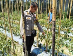 Masuki Masa Panen, Bhabinkamtibmas Polsek Banggae Pantau Lahan Cabe Keriting Kelompok Tani Paendo