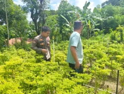 Dukung Ketahanan Pangan, Bhabinkamtibmas Polsek Pamboang Turun Pantau Kebun Cabai Warga