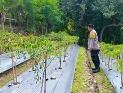Bhabinkamtibmas Polsek Sendana Pantau Kebun Cabai Siap Panen, Wujud Dukungan Ketahanan Pangan