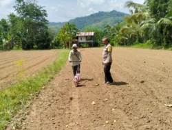 Bhabinkamtibmas Polsek Malunda Dampingi Petani Ulumanda Tanam Jagung, Wujud Nyata Dukung Ketahanan Pangan