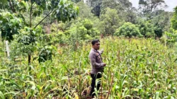 Bhabinkamtibmas Polsek Malunda Dukung Ketahanan Pangan, Pantau Perkembangan Tanaman Jagung Warga di Ulumanda