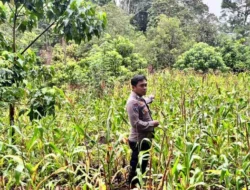 Bhabinkamtibmas Polsek Malunda Dukung Ketahanan Pangan, Pantau Perkembangan Tanaman Jagung Warga di Ulumanda