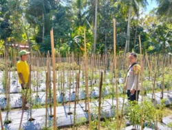 Dukung Ketahanan Pangan Nasional, Bhabinkamtibmas Polsek Banggae Pantau Perkembangan Kebun Cabai Kelompok Wanita Tani Delima