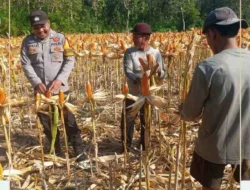 Bhabinkamtibmas Polsek Sendana Dampingi Petani Panen Jagung, Dukung Ketahanan Pangan Nasional di Desa Leppangan
