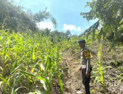 Dukung Ketahanan Pangan Nasional, Bhabinkamtibmas Polsek Sendana Pantau Jagung Siap Panen di Tammerodo