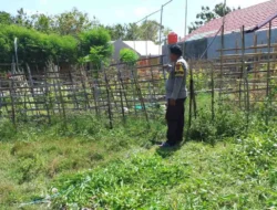 Pantau Kebun Mentimun, Bhabinkamtibmas Polsek Pamboang Dukung Swasembada Pangan