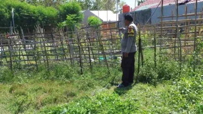 Pantau Kebun Mentimun, Bhabinkamtibmas Polsek Pamboang Dukung Swasembada Pangan