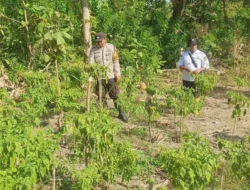Dorong Produktivitas Pertanian, Bhabinkamtibmas Polsek Sendana Pantau Perkembangan Tanaman Cabai Warga