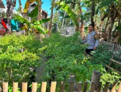 Tanaman Cabai dan Tomat Kelompok Tani Marasa Siap Panen, Bhabinkamtibmas Turun Langsung Lakukan Pemantauan