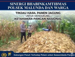 Bhabinkamtibmas Polsek Malunda Tinjau Hasil Panen Jagung Warga, Dukung Ketahanan Pangan Nasional