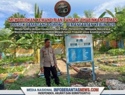 Melalui Kebun P2B, Bhabinkamtibmas Polsek Pamboang Dorong Kemandirian Pangan Masyarakat