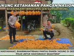Dukung Ketahanan Pangan, Bhabinkamtibmas Polsek Sumarorong Pantau Panen Jagung di Desa Rippung